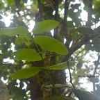 Monimia rotundifolia Mapou à grandes feuilles Monimiaceae Endémique La Réunion 680.jpeg
